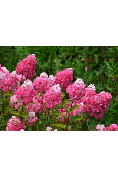 Гортензия метельчатая Фрамбозин Ренсам/Самарская Лидия